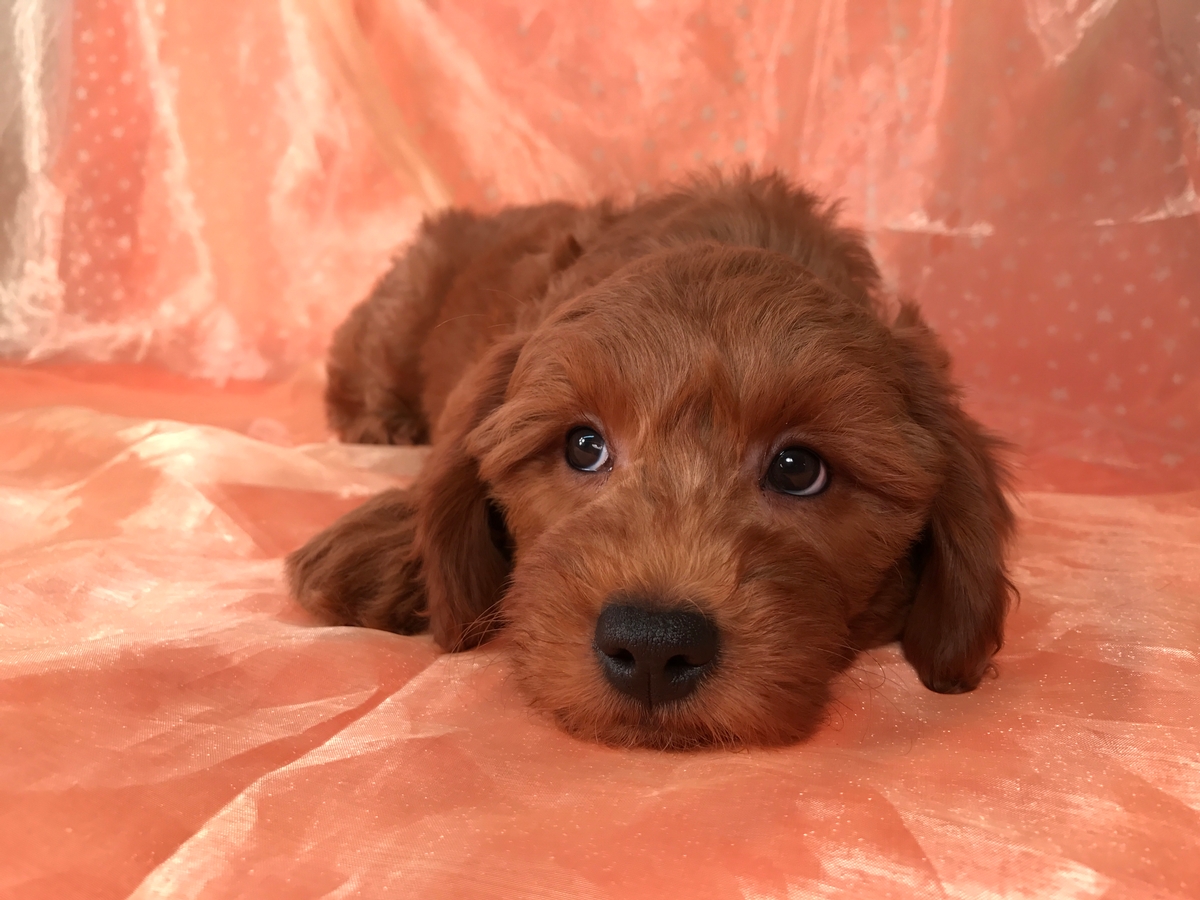 Red Goldendoodle Puppy for Sale, Miniature, DOB 1-10-18 $1500 Located near Joice Iowa 50446.